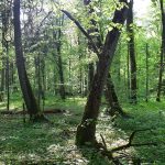 Majówka w Puszczy Białowieskiej.