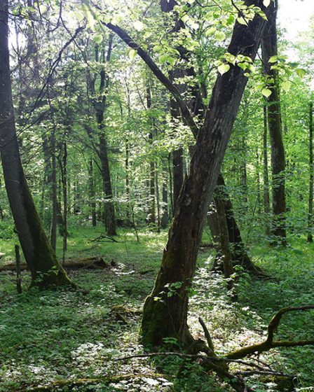 Rezerwat Ścisły, Puszcza Białowieska.