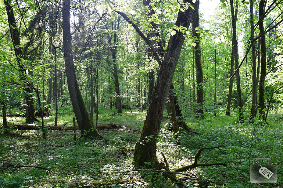 Rezerwat Ścisły, Puszcza Białowieska.